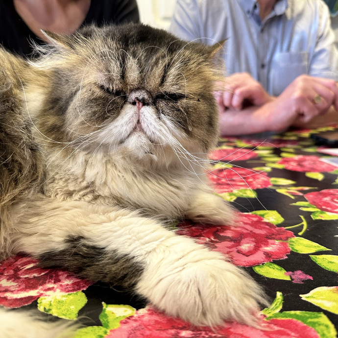 Diana The Cat Whispurrer