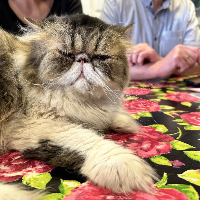 Diana The Cat Whispurrer
