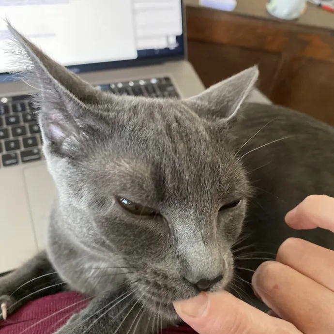 Diana The Cat Whispurrer