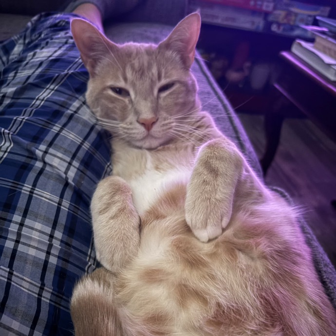 Addison's Kitty