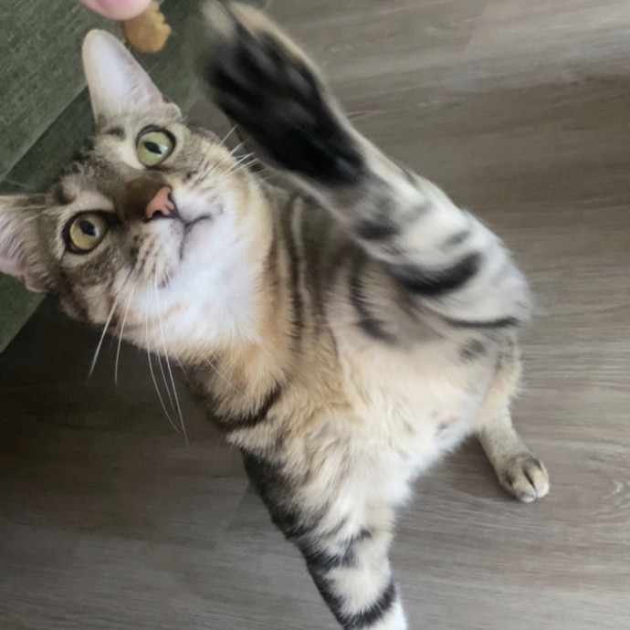 Addison's Kitty photo 3