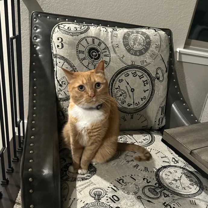 Shelly's Pampered Paws And Purrs