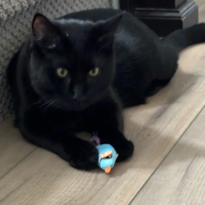 Shelly's Pampered Paws And Purrs