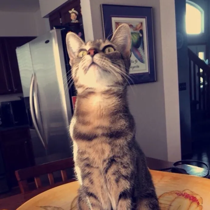 Shelly's Pampered Paws And Purrs