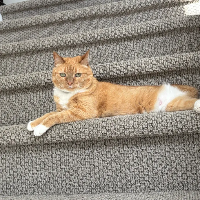 Shelly's Pampered Paws And Purrs