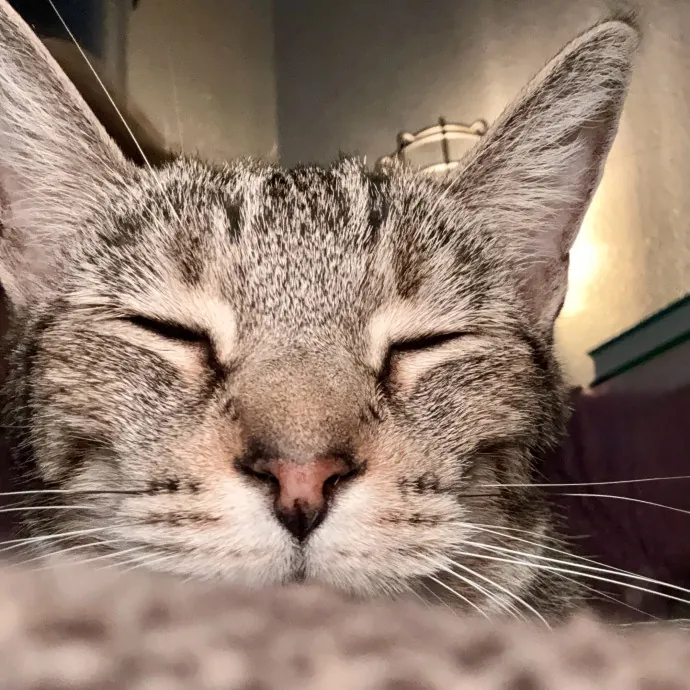 Shelly's Pampered Paws And Purrs