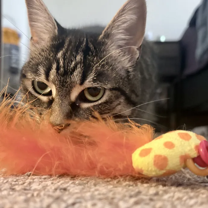 Shelly's Pampered Paws And Purrs