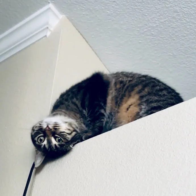 Shelly's Pampered Paws And Purrs