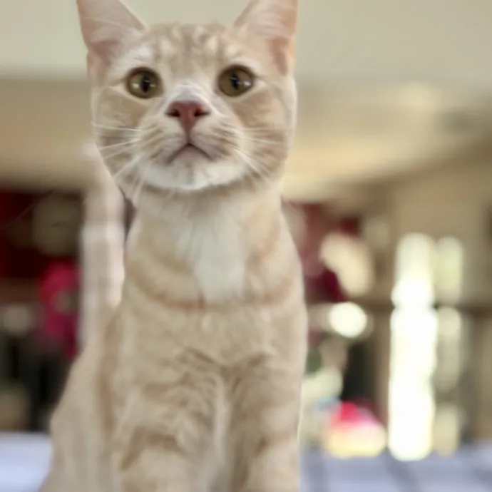 Shelly's Pampered Paws And Purrs