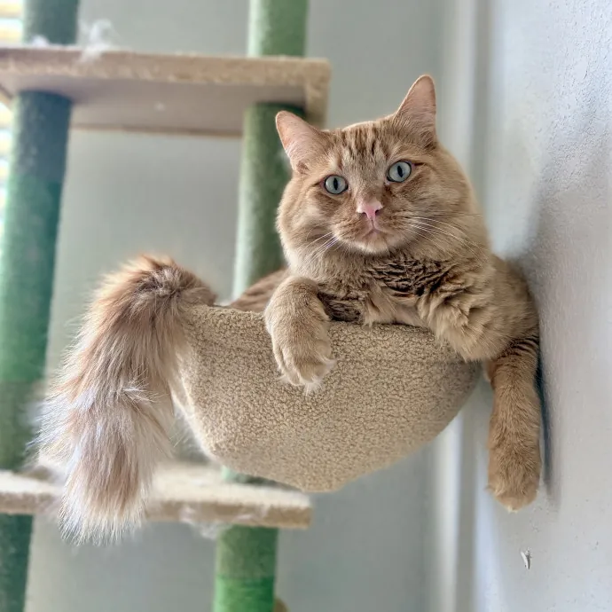 Shelly's Pampered Paws And Purrs