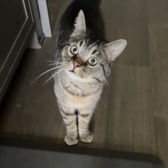 Shelly's Pampered Paws And Purrs