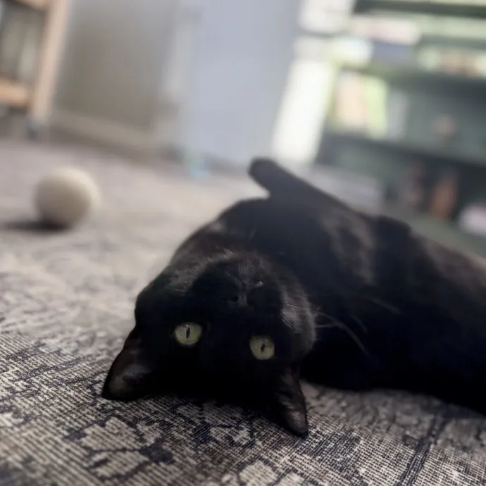 Shelly's Pampered Paws And Purrs