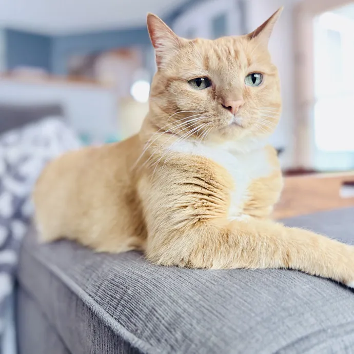 Shelly's Pampered Paws And Purrs