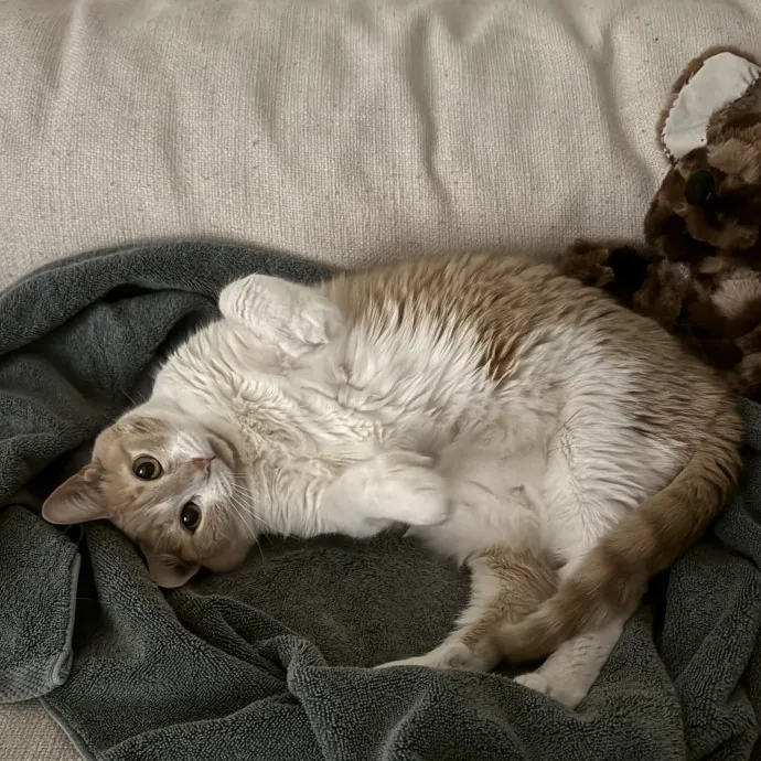 Elderly Cats Fearful Cats Ckd Cats