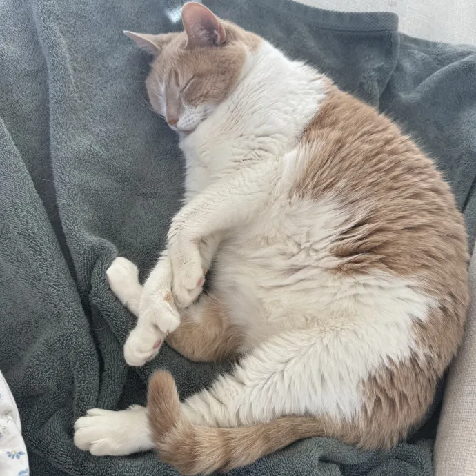 Elderly Cats Fearful Cats Ckd Cats