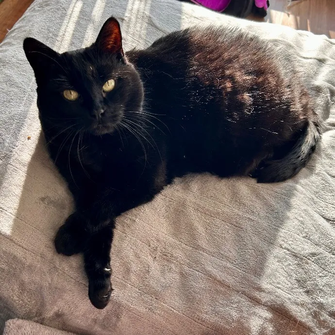 Joselena's Kitty Care