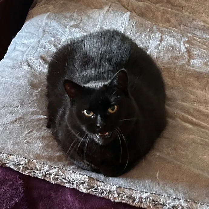 Joselena's Kitty Care