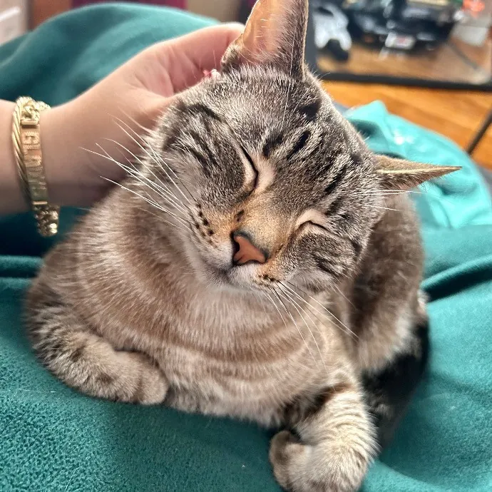 Joselena's Kitty Care