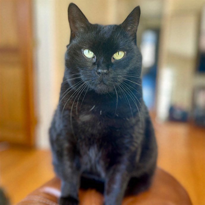 Joselena's Kitty Care