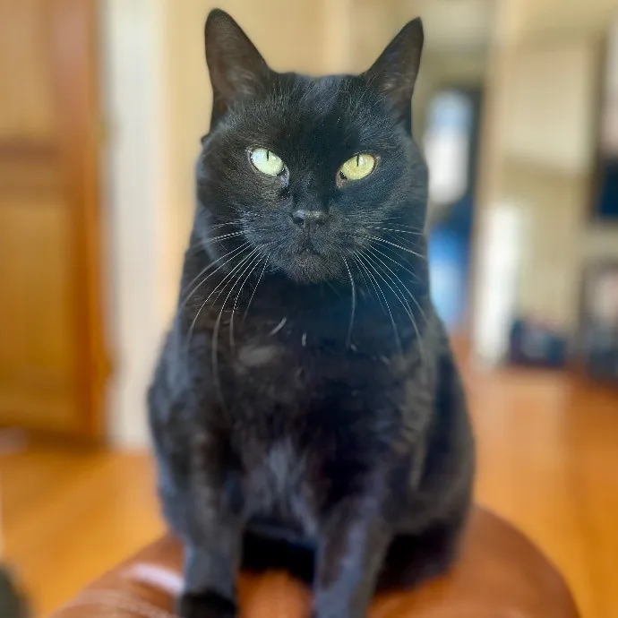 Joselena's Kitty Care