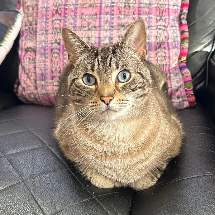 Joselena's Kitty Care