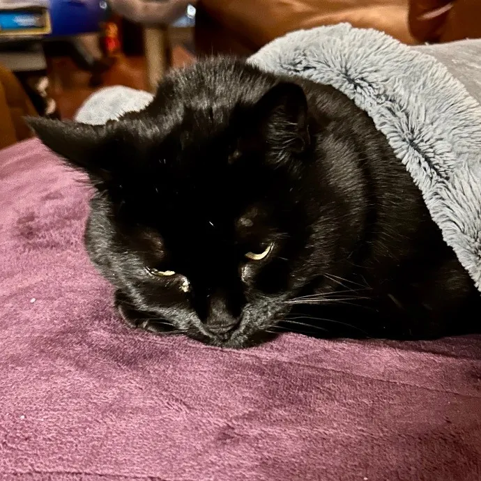 Joselena's Kitty Care