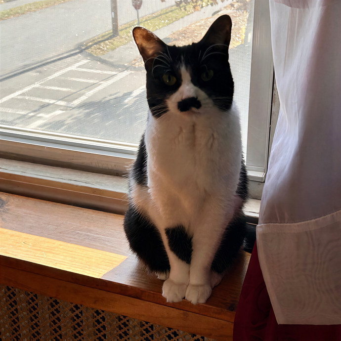 Joselena's Kitty Care
