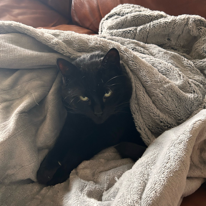 Joselena's Kitty Care photo 3