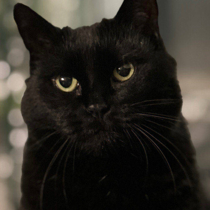 Joselena's Kitty Care photo 2