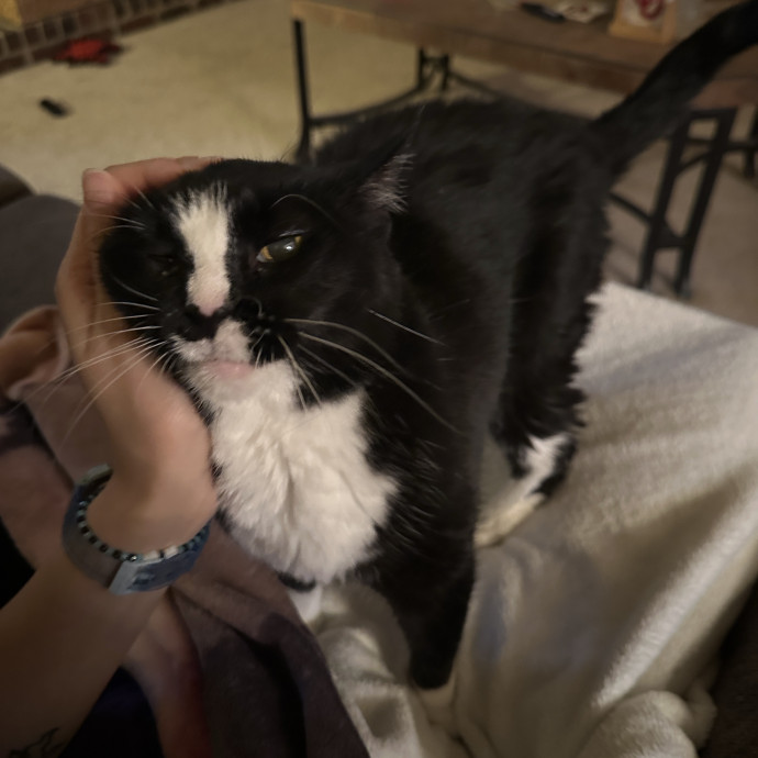 Pre-Vet Student With Sitter Experience