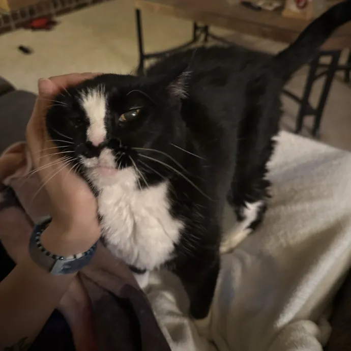Cats Love Me And I Love Cats photo 4