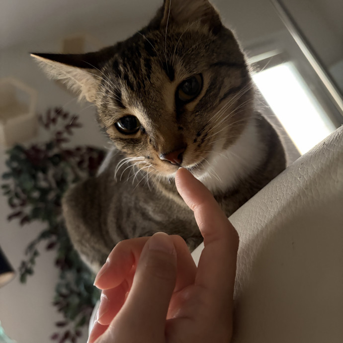 Pre-Vet Student With Sitter Experience