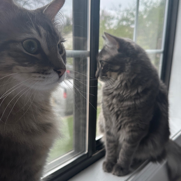 Pre-Vet Student With Sitter Experience
