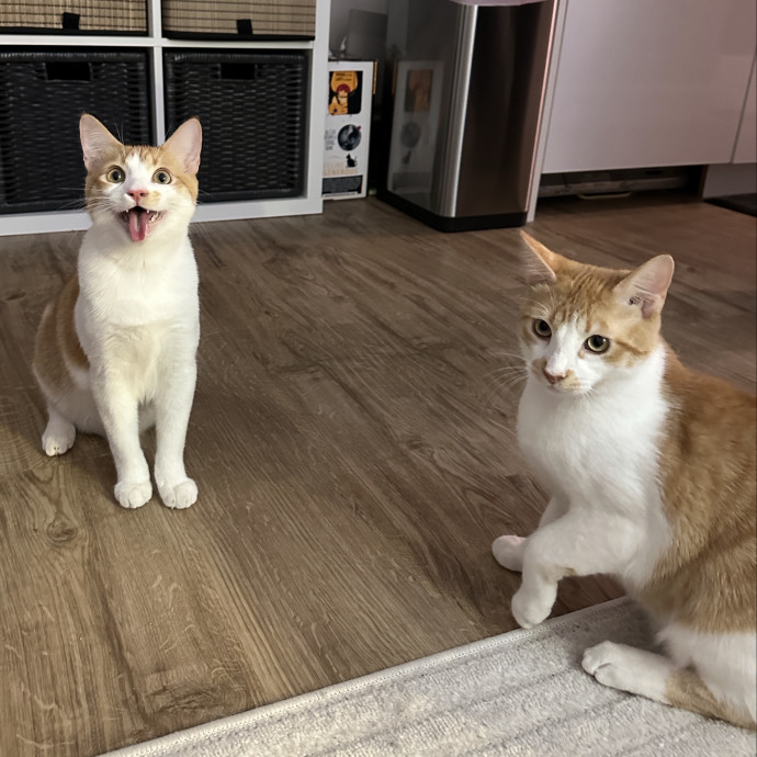 Pre-Vet Student With Sitter Experience