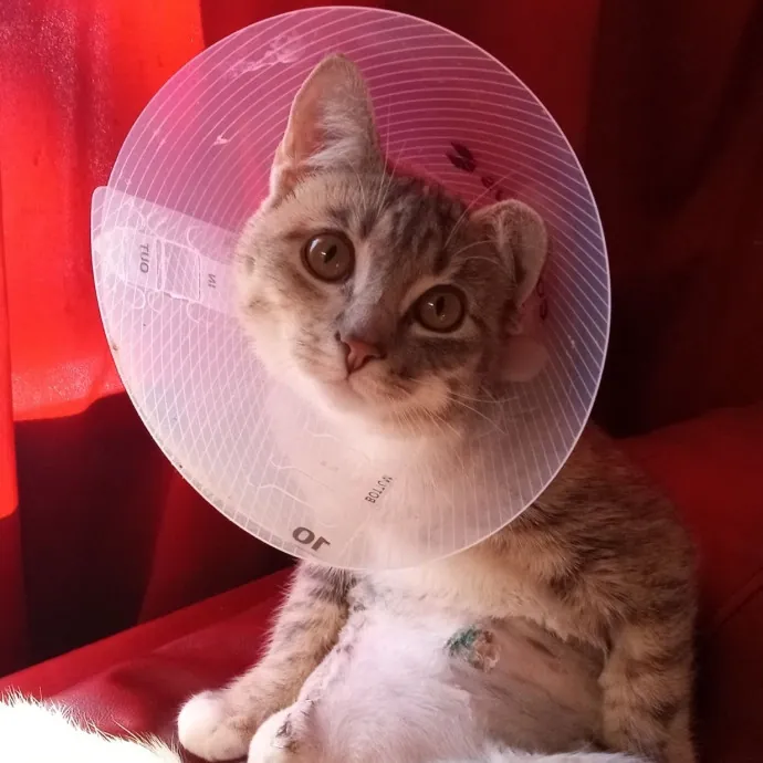 Cat Care With A Cat Lover