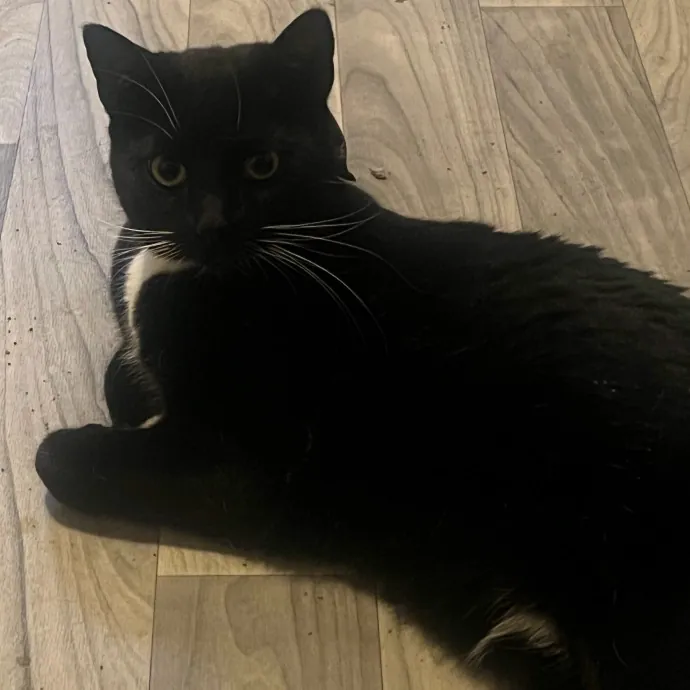 Cat Care With A Cat Lover