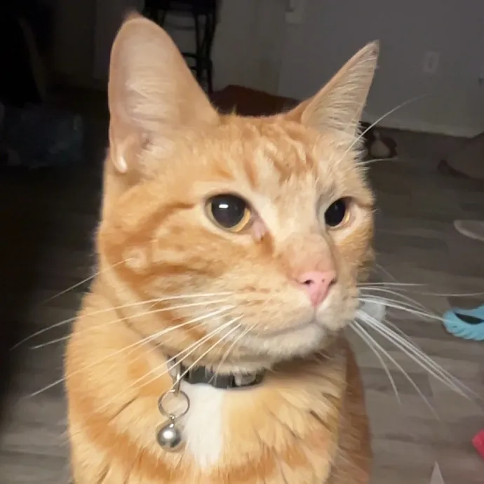 Cat Care With A Cat Lover