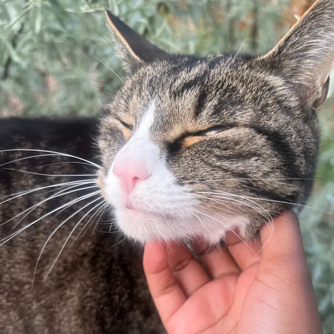 Cat Care With A Cat Lover