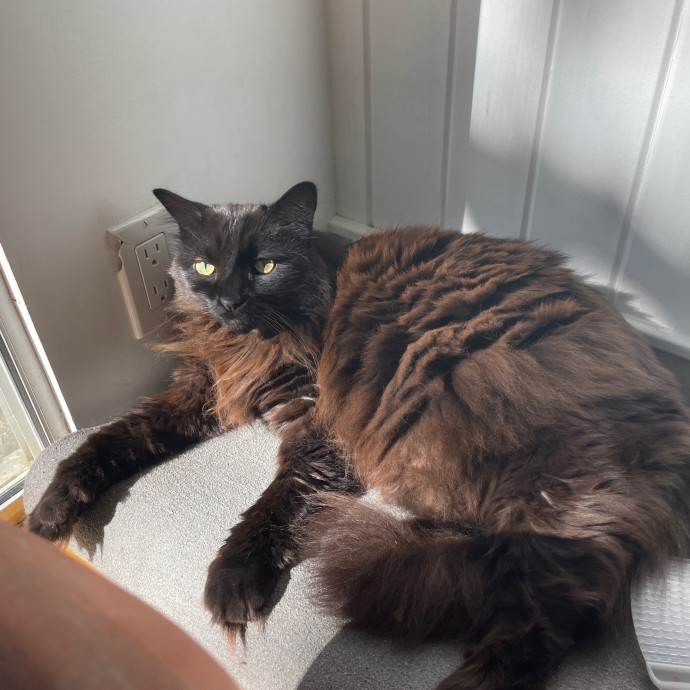 5 Star Kitty Sitter