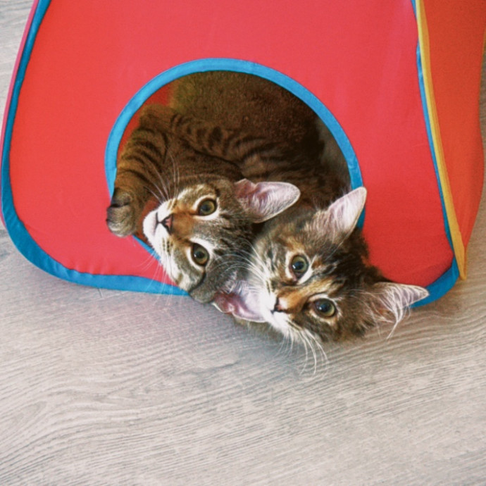 5 Star Kitty Sitter photo 3