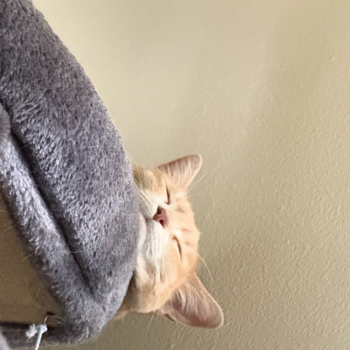 5 Star Kitty Sitter photo 2