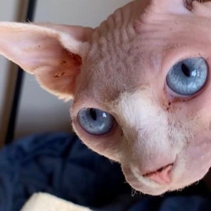 The Cat Whis-Purr-Er