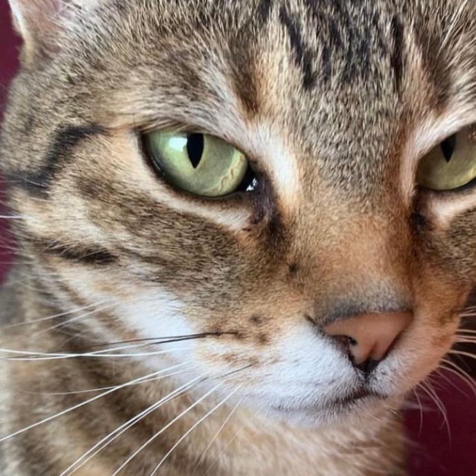 The Cat Whis-Purr-Er