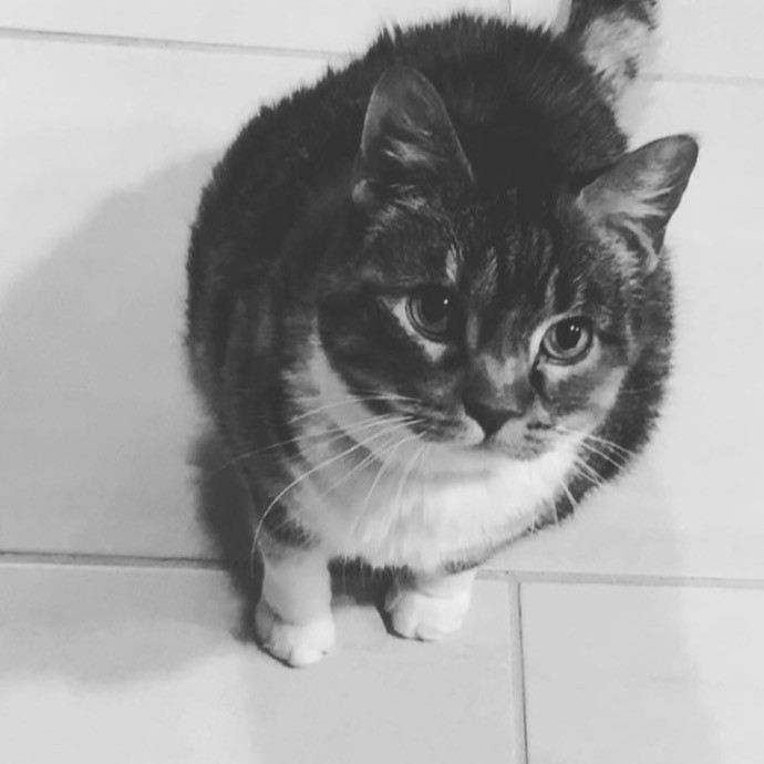 The Cat Whis-Purr-Er