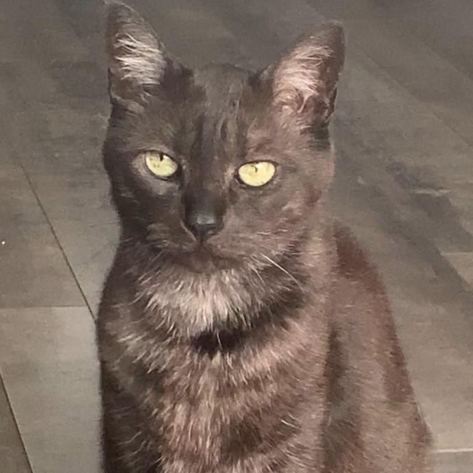The Cat Whis-Purr-Er photo 2
