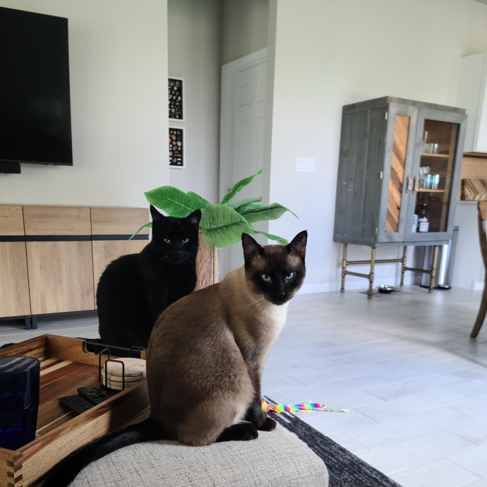 Kind Caring And Reliable Cat Sitter