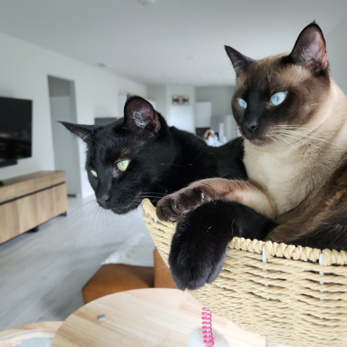 Kind Caring And Reliable Cat Sitter photo 3