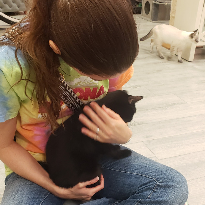 Kind Caring And Reliable Cat Sitter photo 2