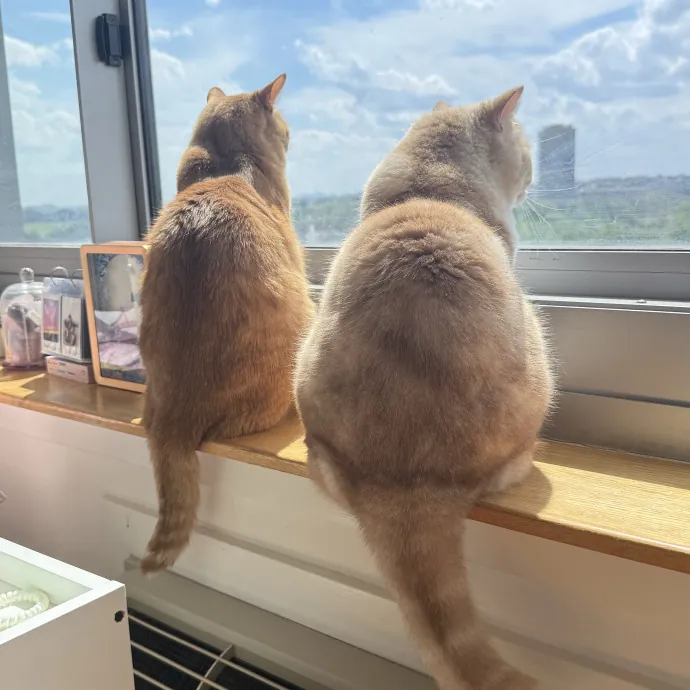 Soybean-Approved Cat Sitter