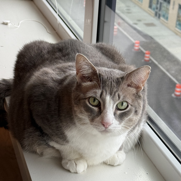 Soybean-Approved Cat Sitter